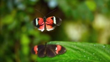 Tropikal egzotik kelebek Heliconius Erato orman yağmur ormanlarında yeşil yapraklar üzerinde uçuyor, makro yakın çekim. Bahar cenneti, yemyeşil yeşillikler doğal arka plan, ormandaki çözülmüş yeşillik.. 