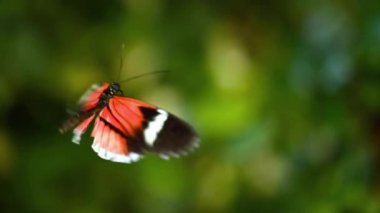 Tropikal egzotik kelebek Heliconius Erato orman yağmur ormanlarında yeşil yapraklar üzerinde uçuyor, makro yakın çekim. Bahar cenneti, yemyeşil yeşillikler doğal arka plan, ormandaki çözülmüş yeşillik.. 