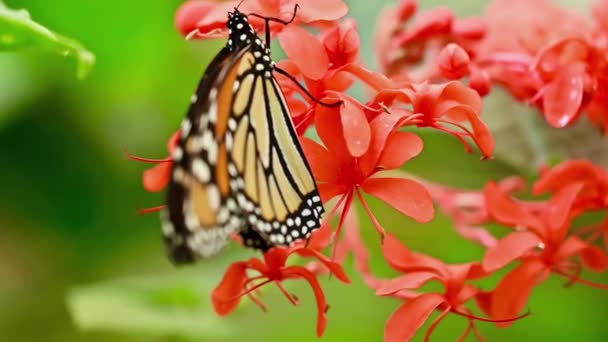 Mariposa tropical exótica Monarca alimentándose de flores rojas, macro de cerca. Paraíso de primavera, follaje exuberante fondo natural. — Vídeo de stock