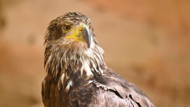 Retrato de un joven águila calva. — Vídeos de Stock