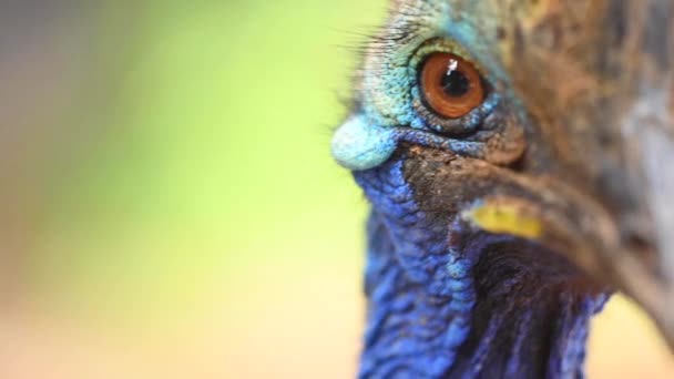 날지 못하는 새로는 가장 큰 새인 남 카조리 새의 근접 사진. — 비디오