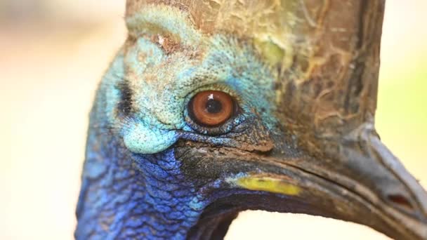 Close up of Southern Cassowary, the largest flightless bird. — Stock Video