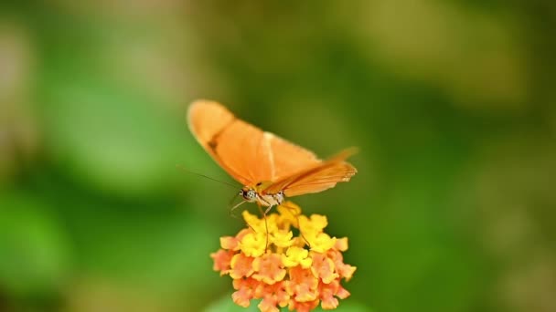 Close up de borboleta julia Heliconian sentado em uma flor comendo néctar. — Vídeo de Stock