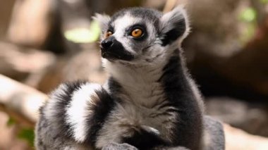 Yüzük kuyruklu lemur portresini kapatın..