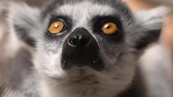 Close up Lémure de cauda anelada Retrato na natureza. — Vídeo de Stock
