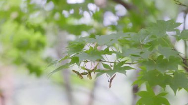 4k: Japon yeşil akçaağacı rüzgarı yaprakları tohum döken Koch Sanso bahçesi doğanın Kyoto Japonya 'ya seyahat ettiği ağaçlık bölge.