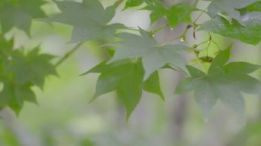 4k: Japon yeşil akçaağacı rüzgarı yaprakları tohum döken Koch Sanso bahçesi doğanın Kyoto Japonya 'ya seyahat ettiği ağaçlık bölge.