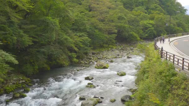 Crearwater River Flow Japán Erdőben — Stock videók
