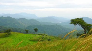 4k: Nemli bir ormanda, bitki örtüsünü ve çok fazla sisi görebileceğiniz bir sis. Bulut orman etkisi sadece sabahları görülür..