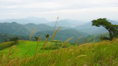 4k: Nemli bir ormanda, bitki örtüsünü ve çok fazla sisi görebileceğiniz bir sis. Bulut orman etkisi sadece sabahları görülür..