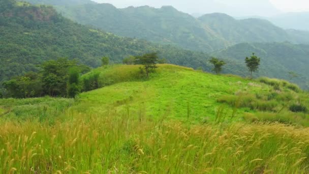 Fog Humid Forest You Can See Its Vegetation Lot Fog — Stockvideo