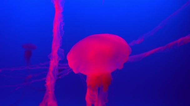 Méduses Dans Eau Sur Fond Noir — Video