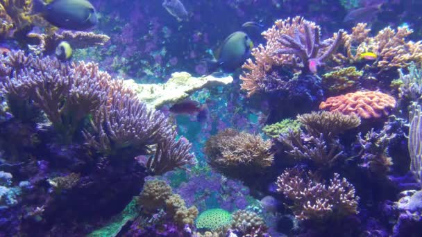 Fish Coral Colony Reef — Stock Video