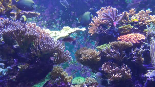 Fisch- und Korallenkolonien am Riff