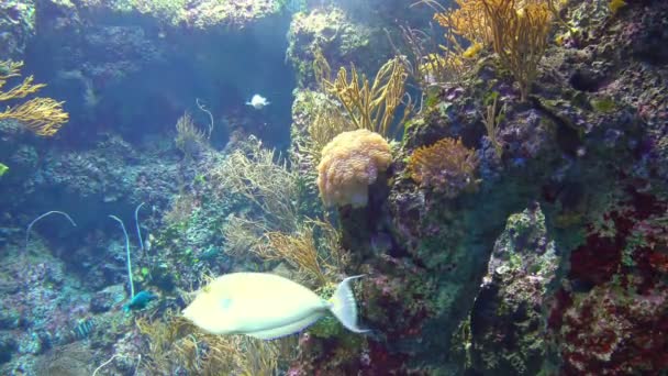 Colonia Peces Coral Arrecife — Vídeo de stock