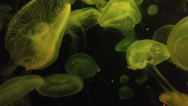 Jellyfishes Water Black Background — Stock Video