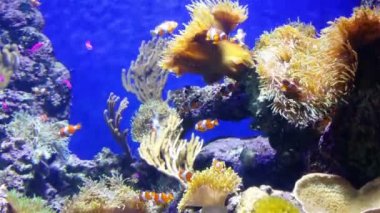 Resifteki balık ve mercan kolonisi