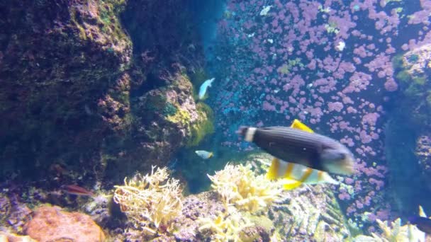Fisk Och Korallkoloni Revet — Stockvideo