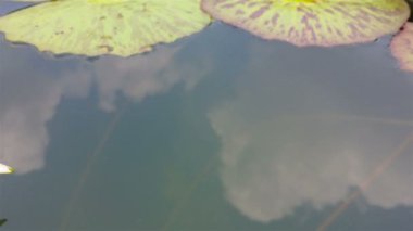 Pembe nilüfer çiçeği, yumuşak rüzgarda.