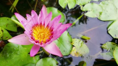 Pembe nilüfer çiçeği, yumuşak rüzgarda.