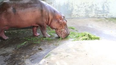 Hippopotamus 'un suyun altında uyuduğu yakın plan.