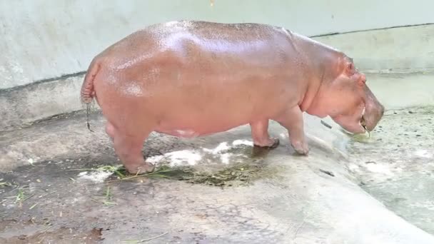 Close Hippopotamus Sleeping Water — Stock Video