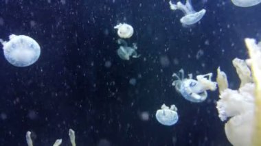 Denizanası derin mavi denizde yüzüyor.