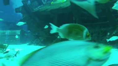 Resifteki balık ve mercan kolonisi