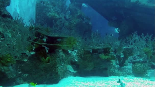 Colonia Peces Coral Arrecife — Vídeo de stock