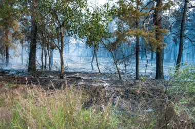 Duman ve yangın orman yangını sonra ormandaki.