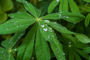 Bitkilerin yaprakları üzerinde yağmur damlaları