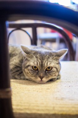 Kedi doğurmak İskoç-düz sandalyenin üstüne yatıyor