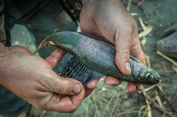 Fisherman's büyük bir yüzgeç balıkla holding eller
