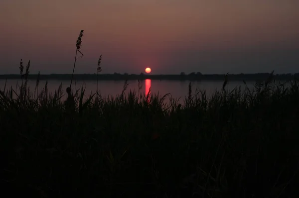Sazlık arka planda göl ve günbatımı silüeti