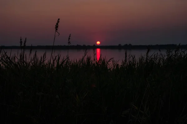 Sazlık arka planda göl ve günbatımı silüeti