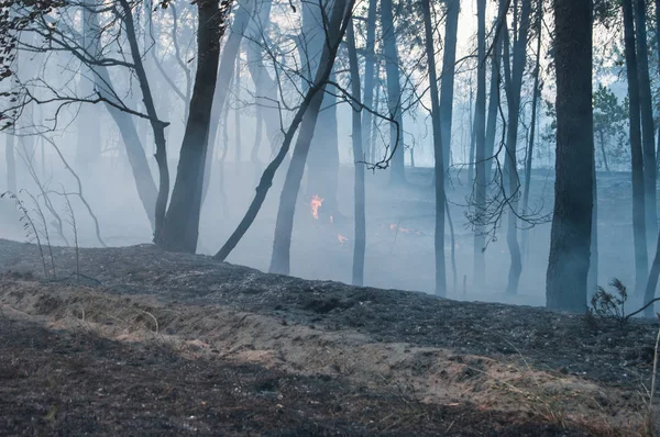 Duman ve yangın orman yangını sonra ormandaki.