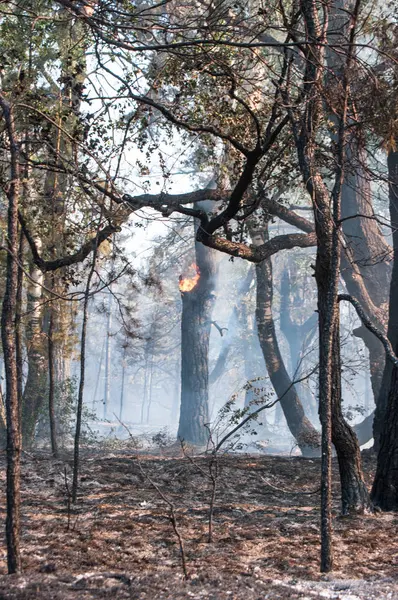 Fumaça Fogo Floresta Depois Incêndio Florestal — Fotografia de Stock