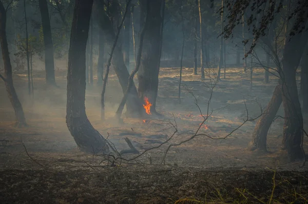 Dym Ogień Lesie Pożarze Lasu — Zdjęcie stockowe