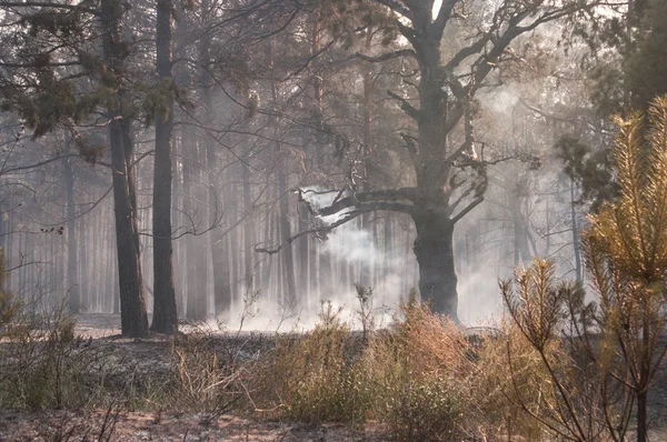 Duman ve yangın orman yangını sonra ormandaki.