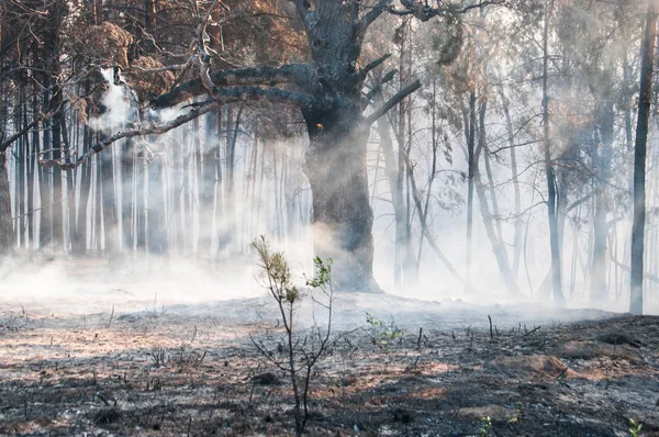 Fumaça Fogo Floresta Depois Incêndio Florestal — Fotografia de Stock