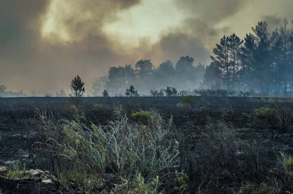 Fogo Florestal Turfa Chamas — Fotografia de Stock