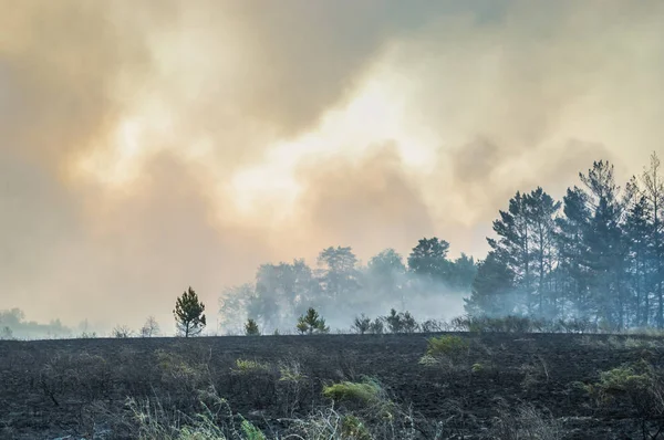 Turba yanan orman ateşi