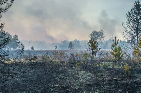 Forest fire, burning peat