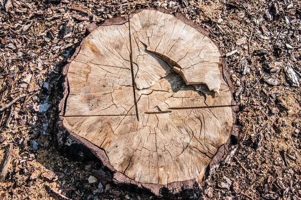 Büyük bir sawed ağaç güdük. Üstten görünüm