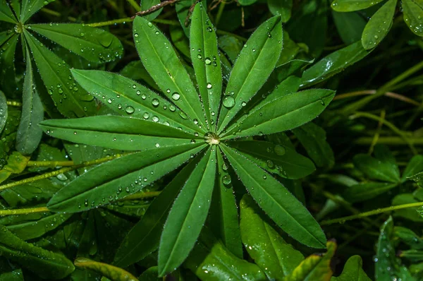 Bitkilerin yaprakları üzerinde yağmur damlaları