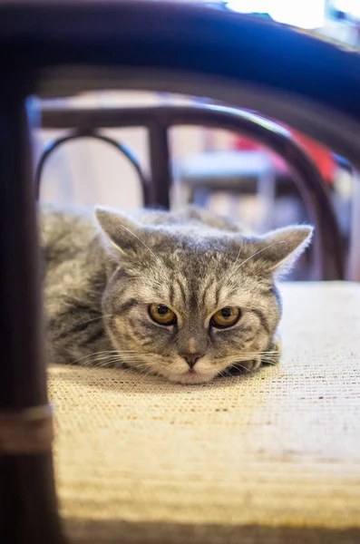 Kedi doğurmak İskoç-düz sandalyenin üstüne yatıyor