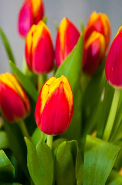 Lale buketi. Kırmızı ve yeşil