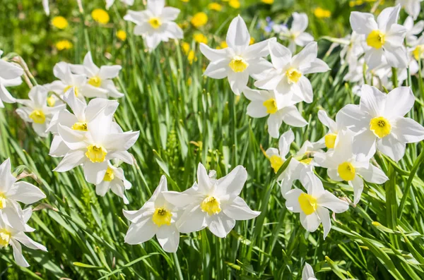 Birçok çiçek beyaz nergis