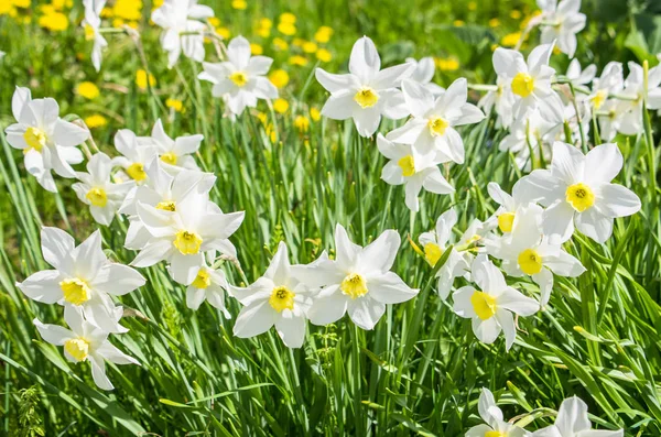 Birçok çiçek beyaz nergis