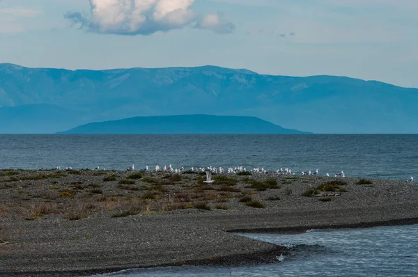Arka plan güzel Dağları'nın kıyısında oturan martılar